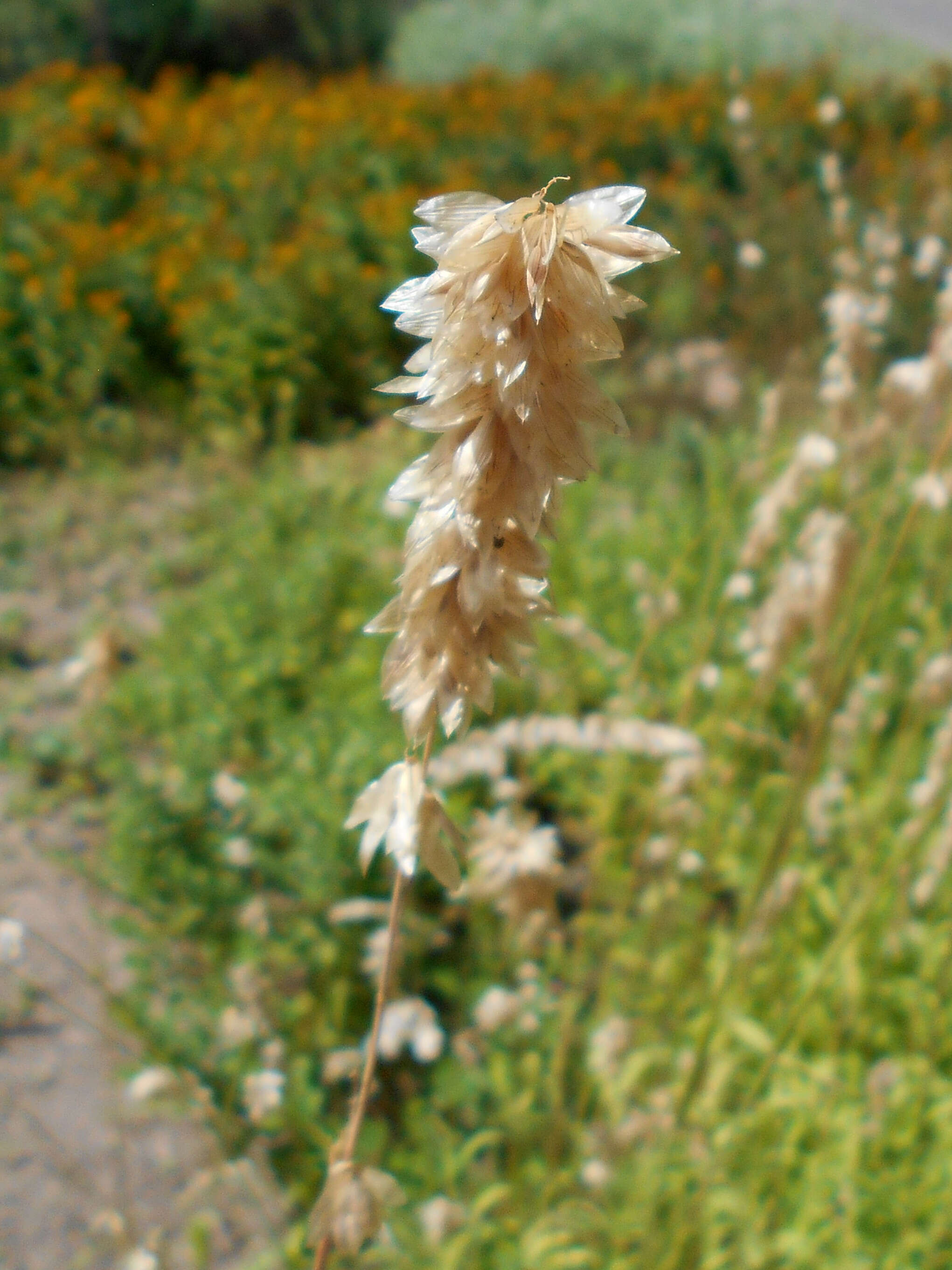 Image de Melica altissima L.