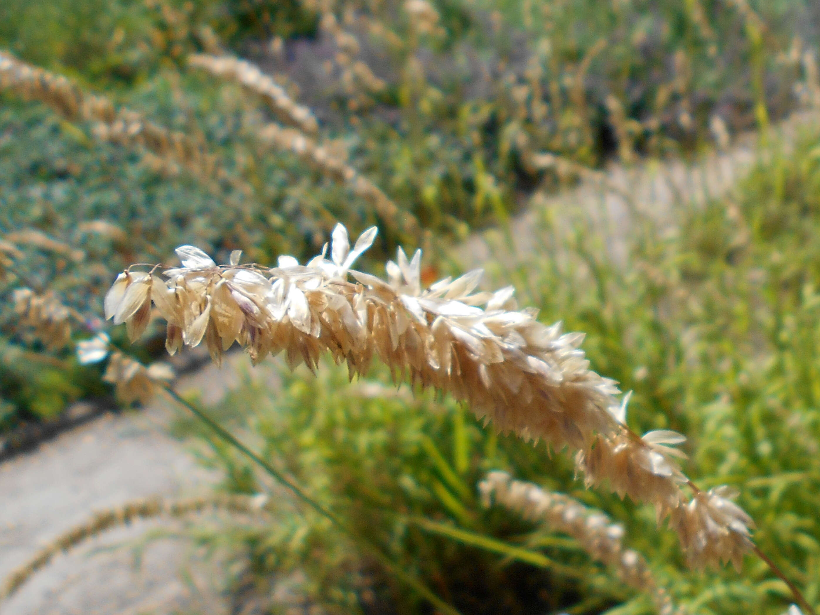 Image de Melica altissima L.