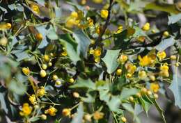 Image of Fremont's mahonia