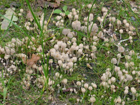 Image of Trooping Inkcaps