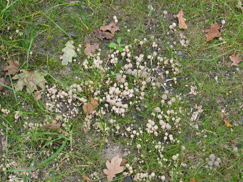 Image of Coprinellus disseminatus (Pers.) J. E. Lange 1938