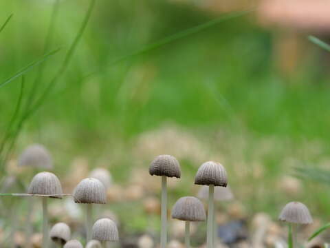 Image of Coprinellus disseminatus (Pers.) J. E. Lange 1938