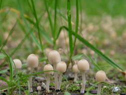 Image of Trooping Inkcaps