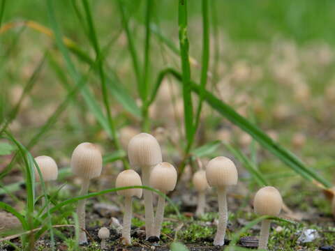 Image of Trooping Inkcaps