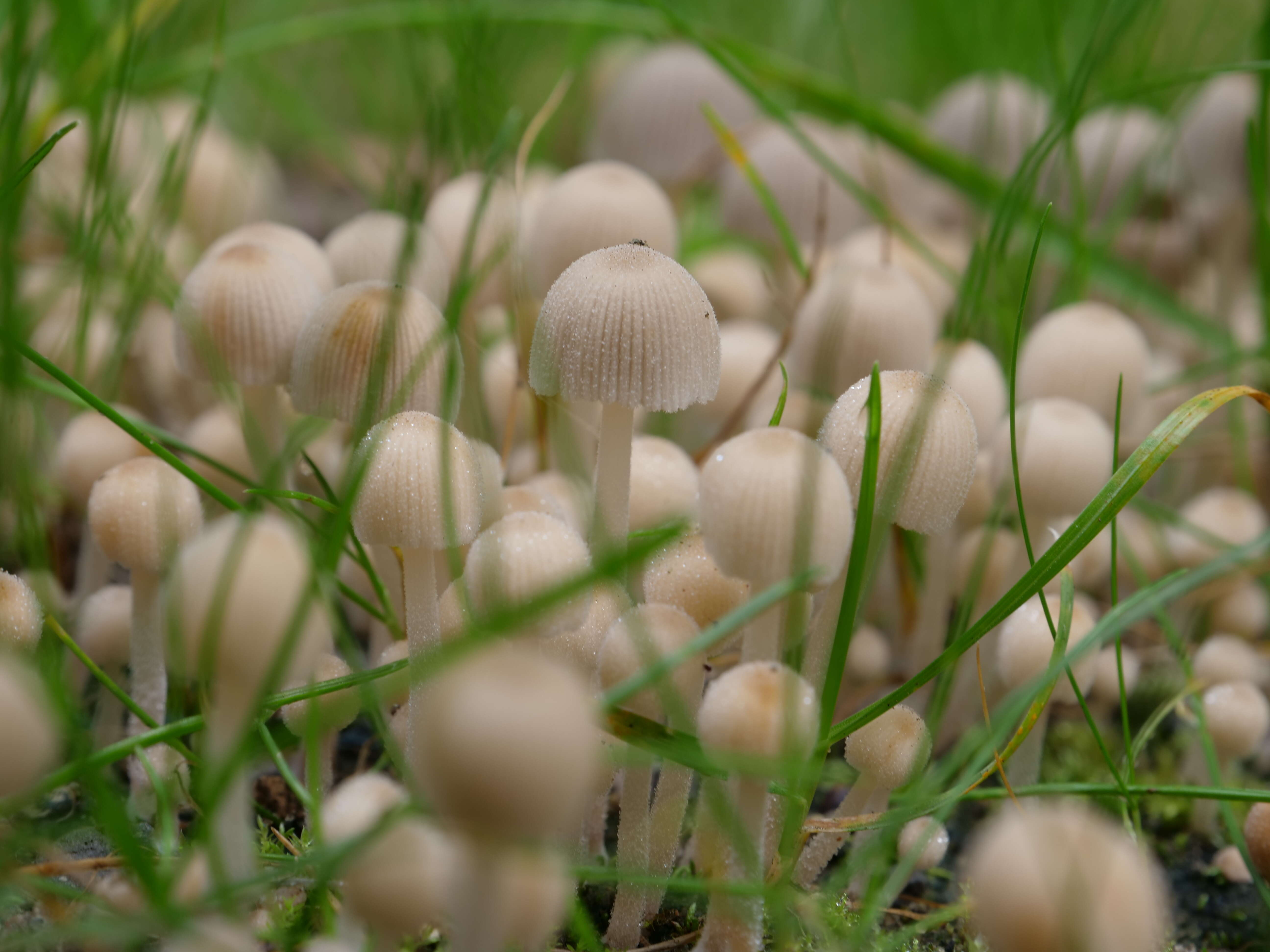 Image of Trooping Inkcaps