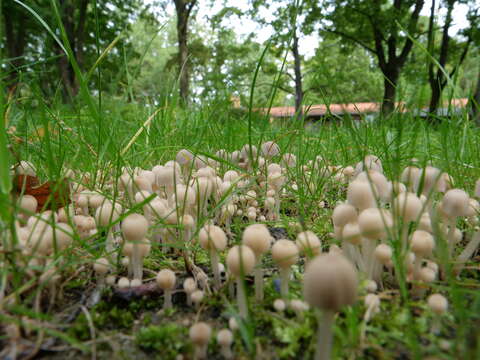 Image of Coprinellus disseminatus (Pers.) J. E. Lange 1938