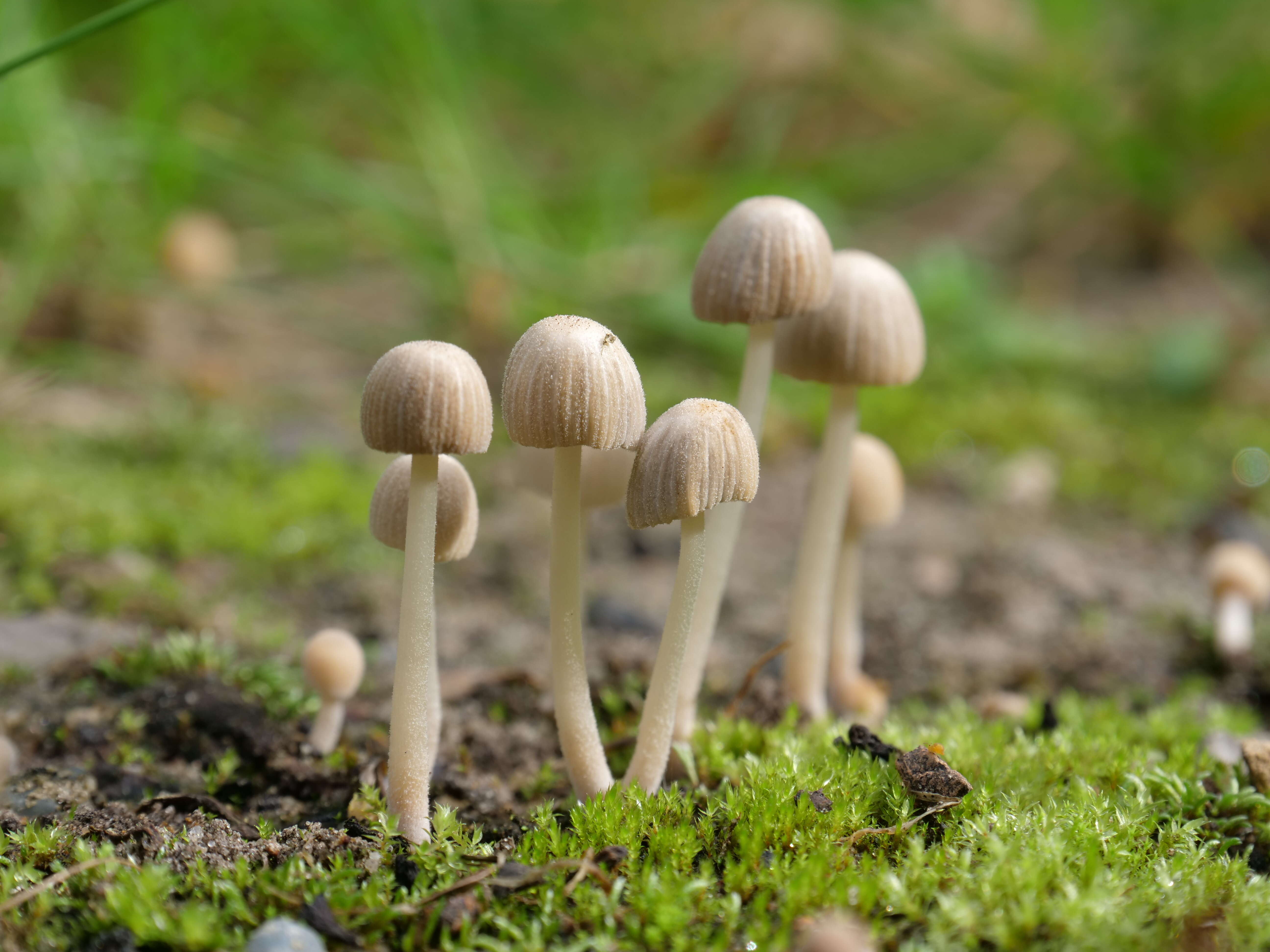 Image of Trooping Inkcaps