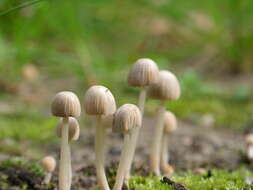 Image of Trooping Inkcaps