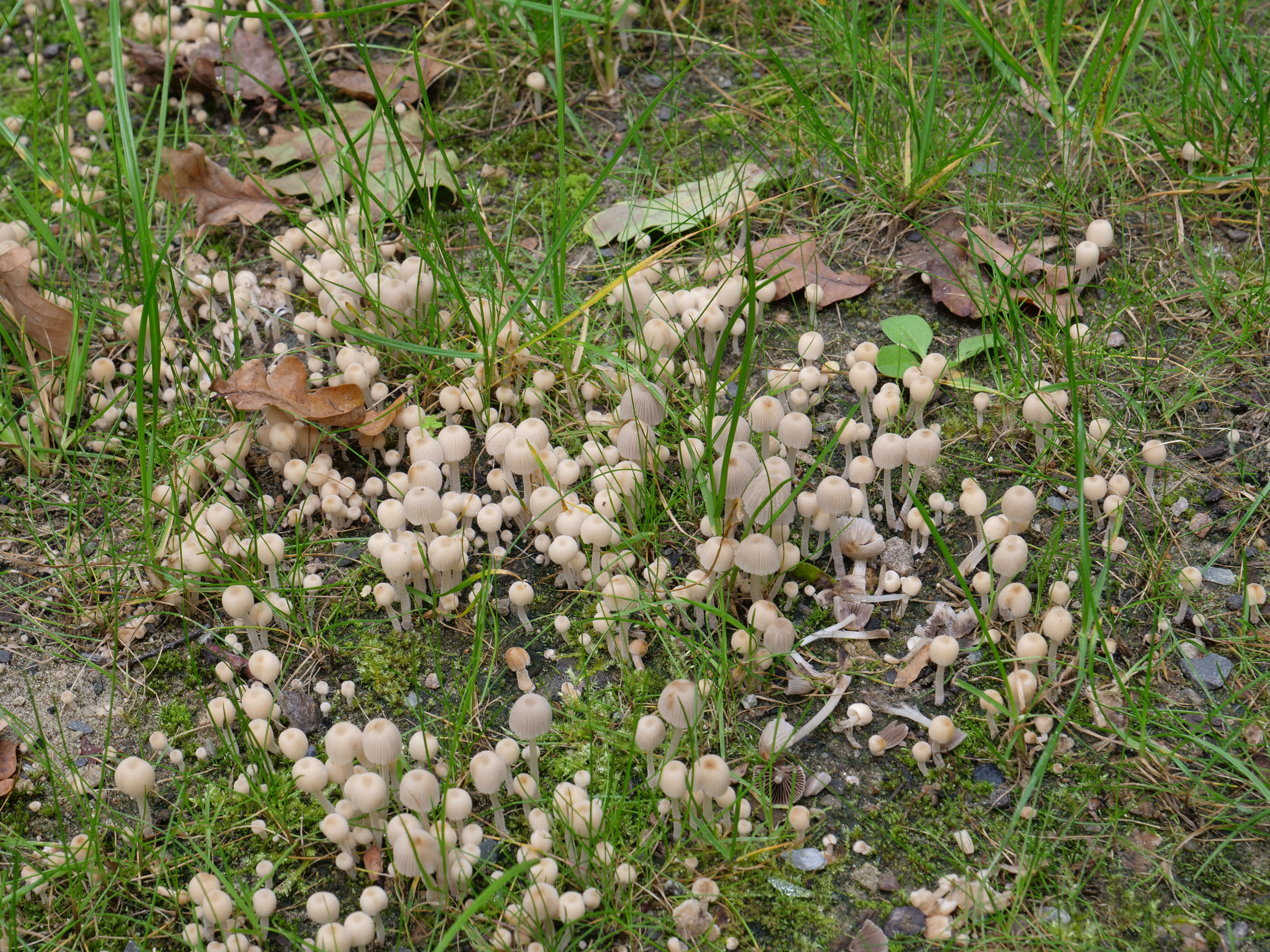 Image of Trooping Inkcaps