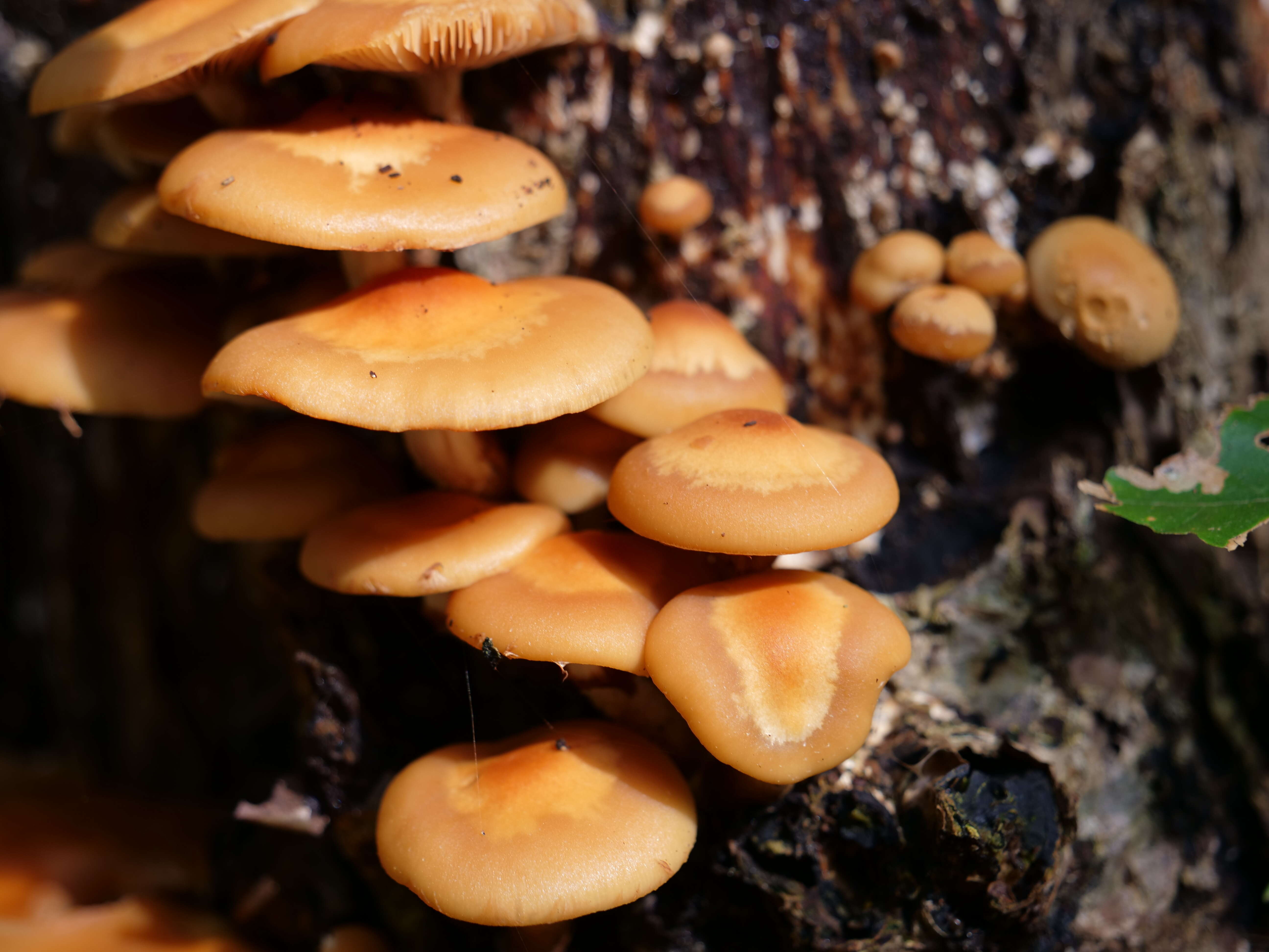 Plancia ëd Flammulina velutipes (Curtis) Singer 1951