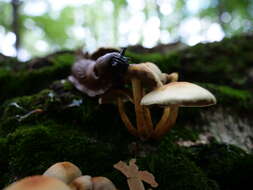 Image of Hypholoma capnoides (Fr.) P. Kumm. 1871