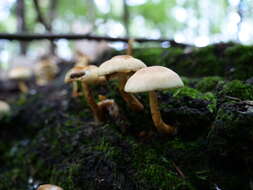 Image of Hypholoma capnoides (Fr.) P. Kumm. 1871