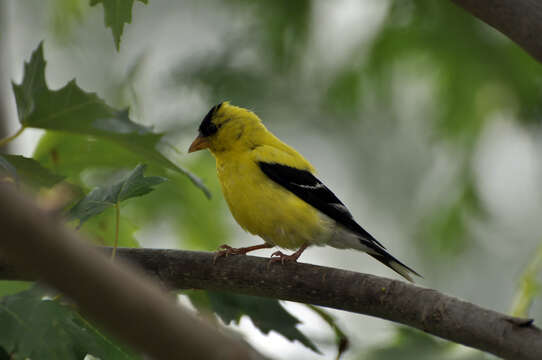 Image of American Goldfinch