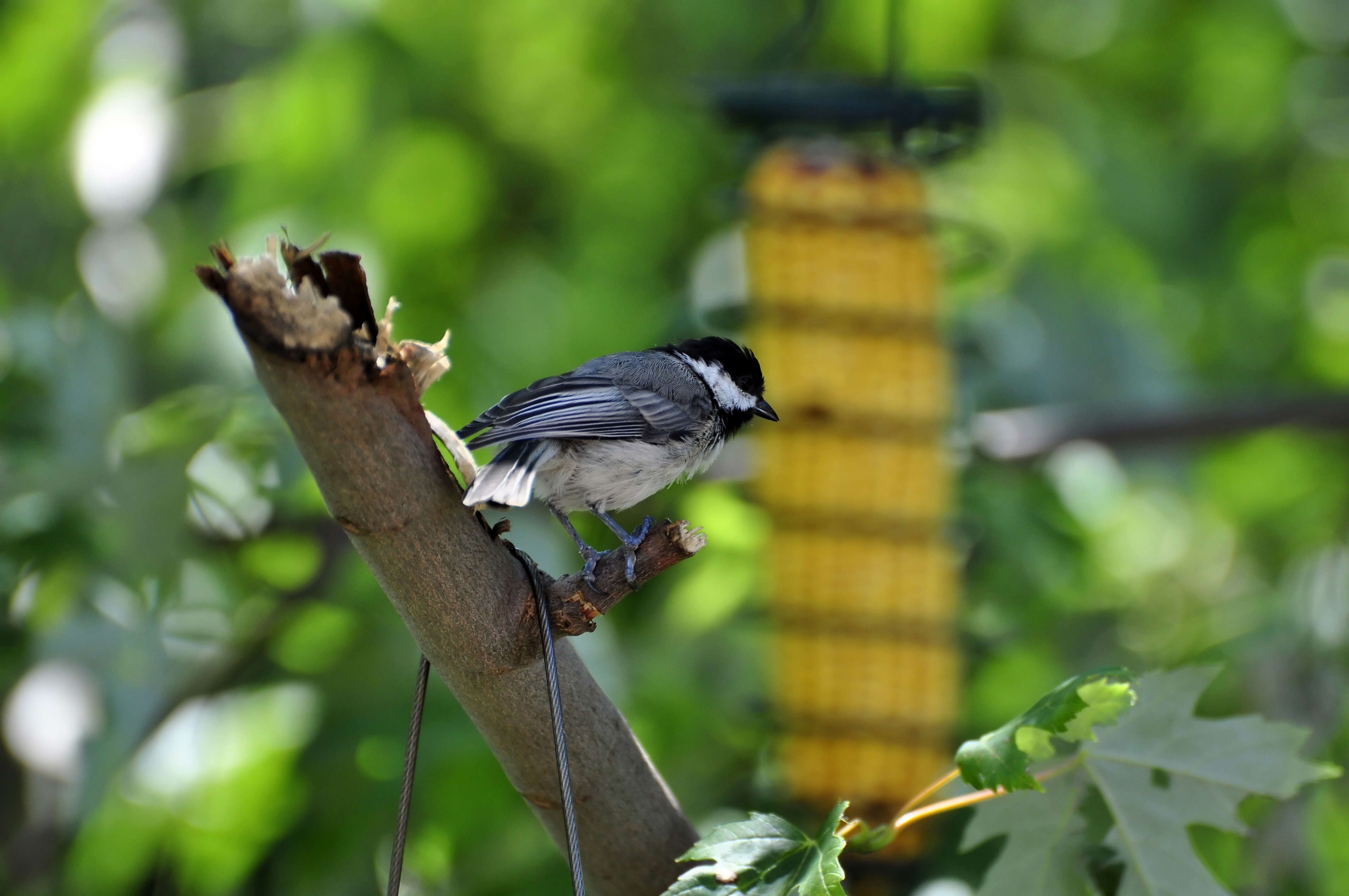 Image of Carolina Chickadee