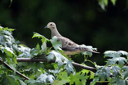 Image of American Mourning Dove