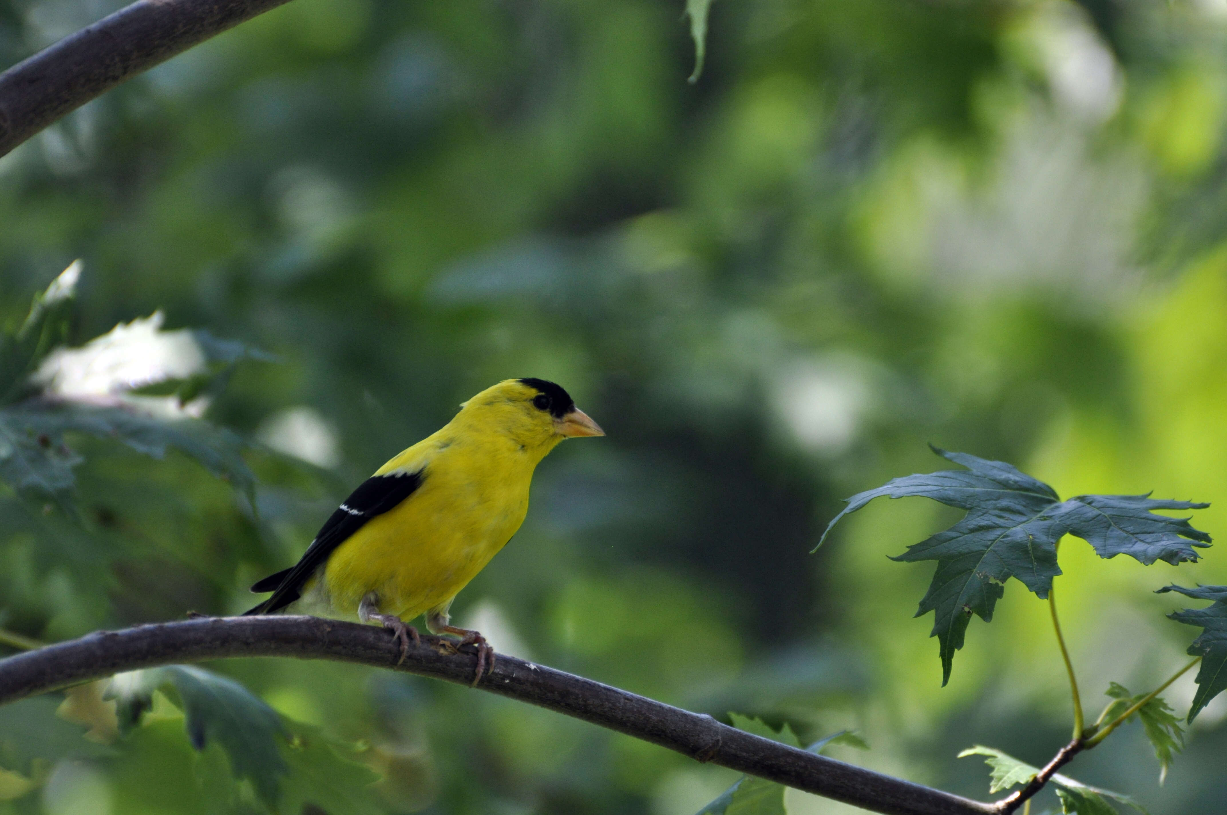 Image of American Goldfinch