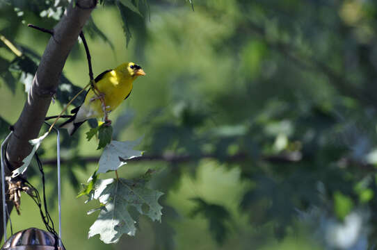 Image of American Goldfinch