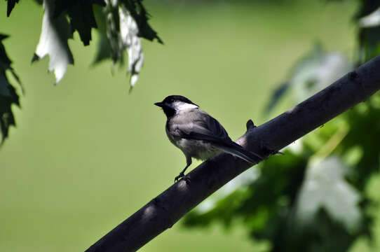 Image of Carolina Chickadee