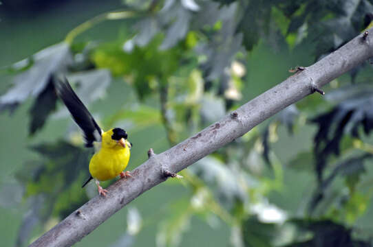 Image of American Goldfinch