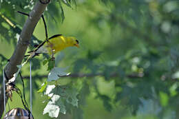 Image of American Goldfinch