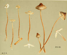 Image of Rhizomarasmius undatus (Berk.) R. H. Petersen 2000