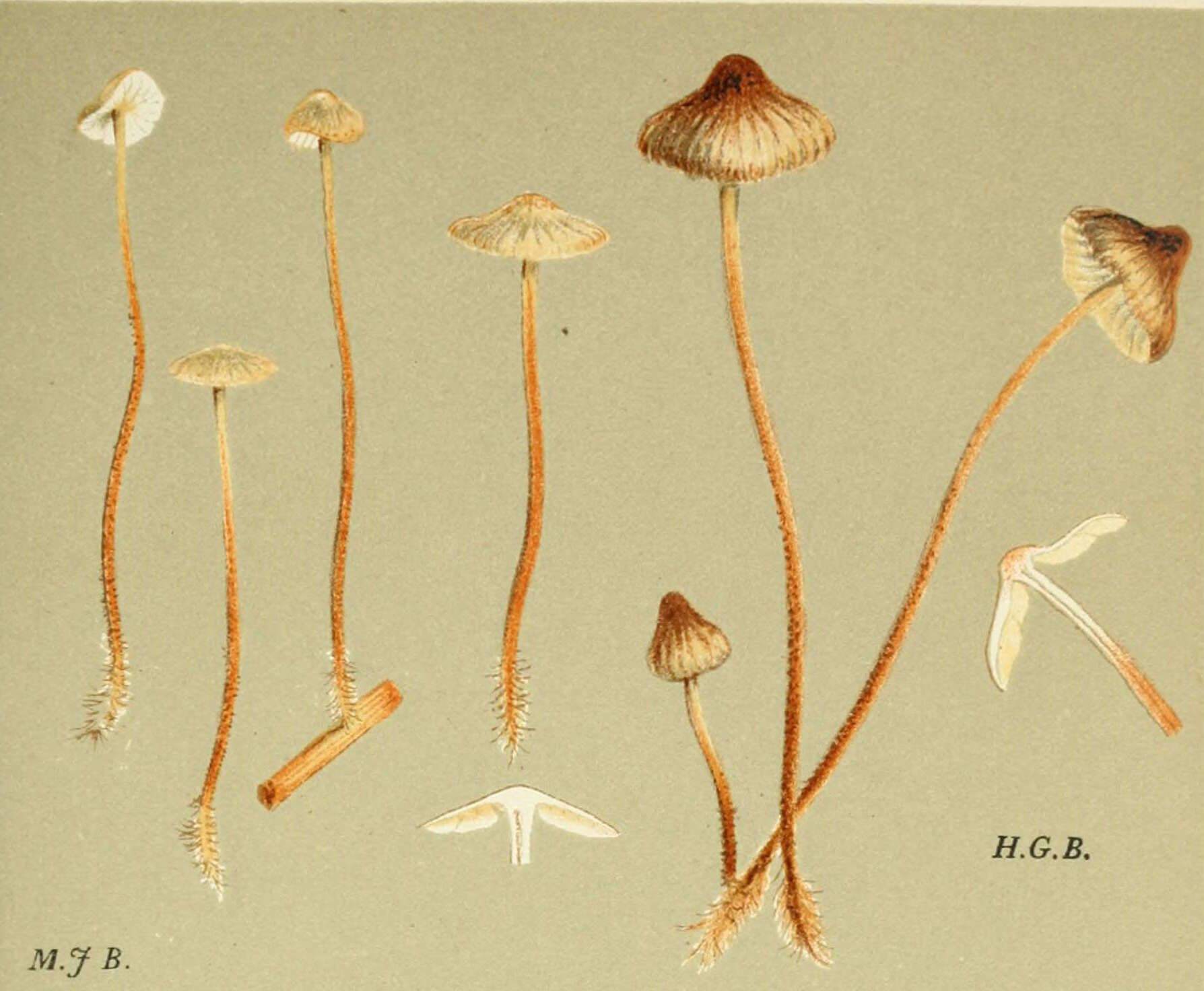 Image of Rhizomarasmius undatus (Berk.) R. H. Petersen 2000