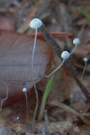 Rhizomarasmius setosus (Sowerby) Antonín & A. Urb. 2015的圖片