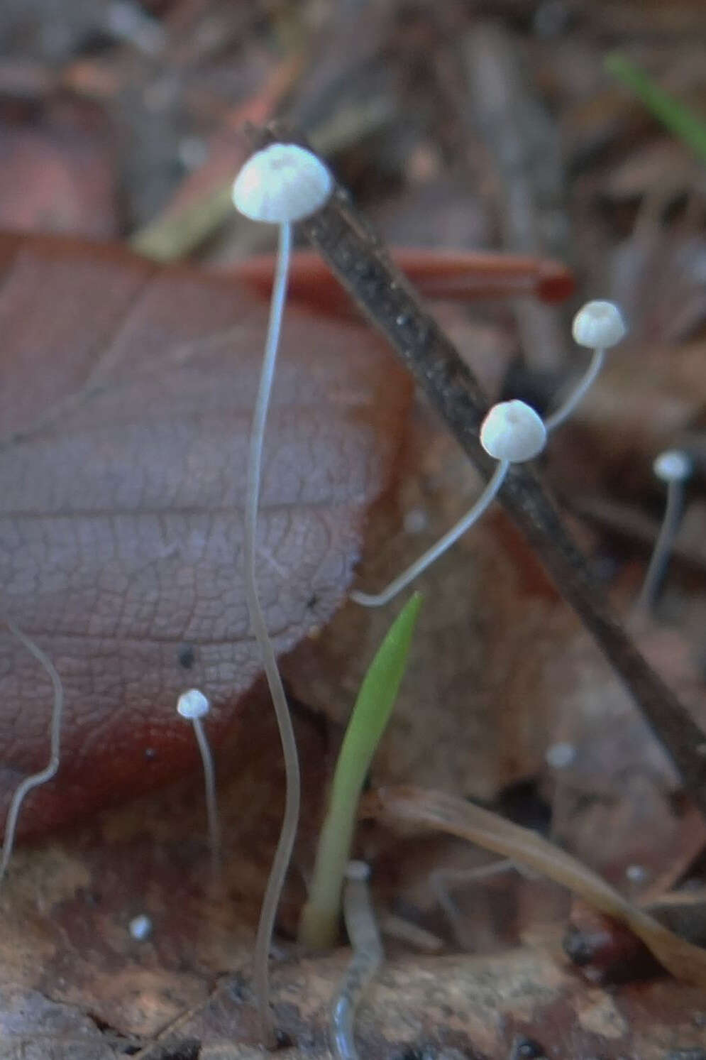 Слика од Rhizomarasmius setosus (Sowerby) Antonín & A. Urb. 2015