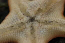 Image of Bat star