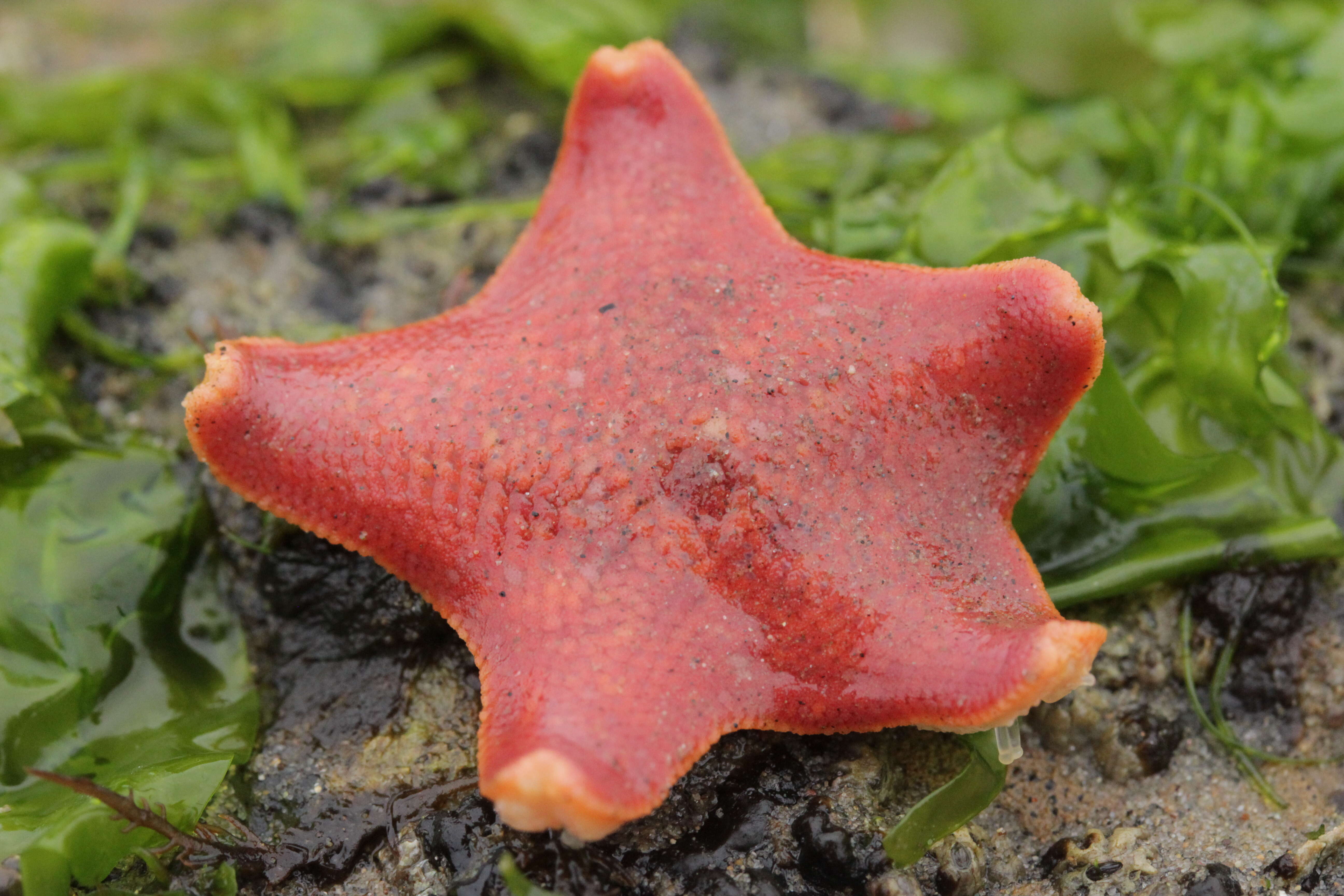 Image of Bat star