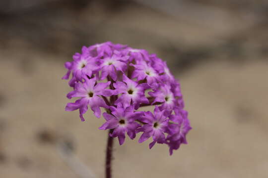 Image of pink sand verbena