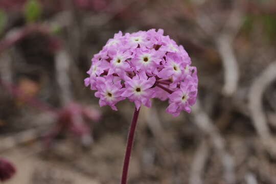 Image of pink sand verbena