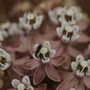 Image of Asclepias fascicularis