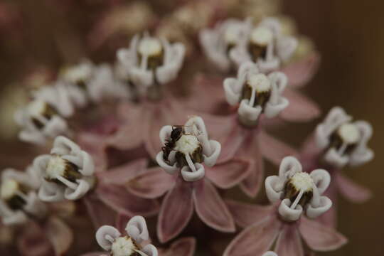 Image of Asclepias fascicularis