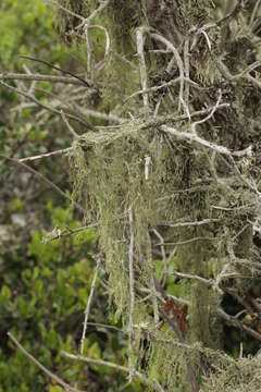 Image of Fishnet;   Menzies' cartilage lichen