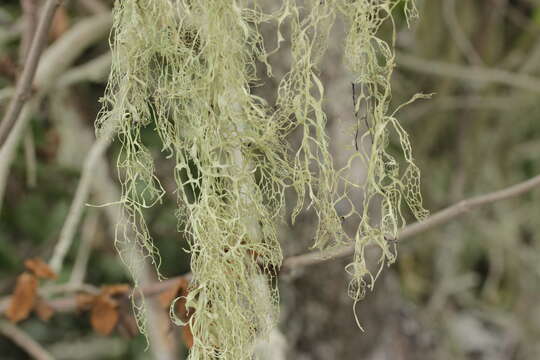 Image of Fishnet;   Menzies' cartilage lichen