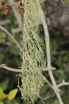 Image of Fishnet;   Menzies' cartilage lichen