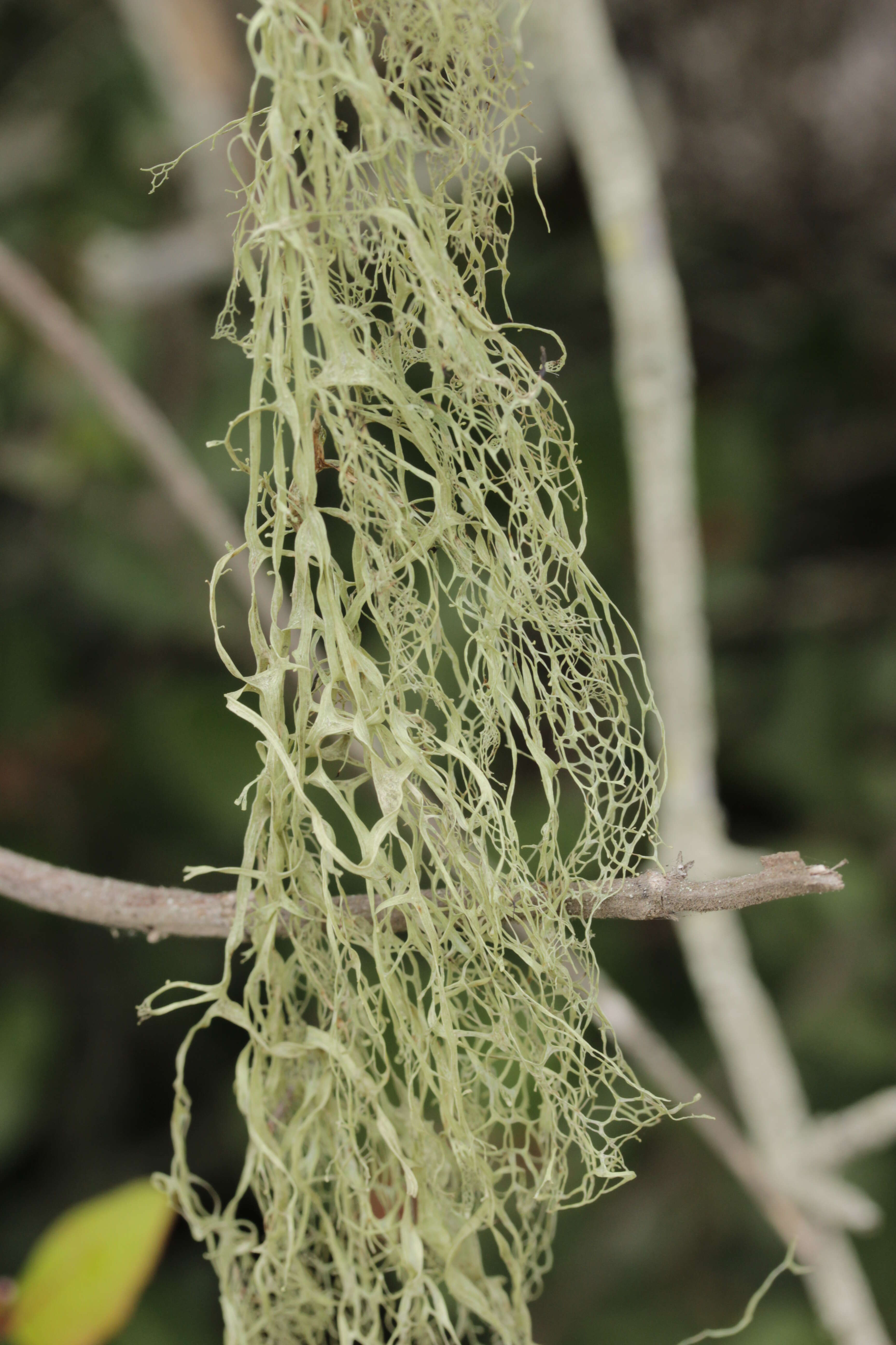 Image of Fishnet;   Menzies' cartilage lichen