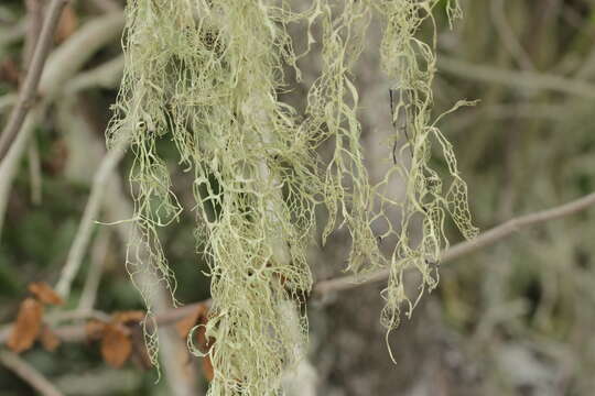 Image of Fishnet;   Menzies' cartilage lichen