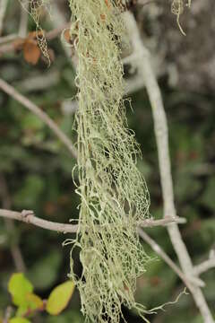 Image of Fishnet;   Menzies' cartilage lichen