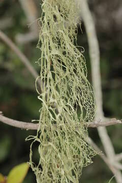 Image of Fishnet;   Menzies' cartilage lichen