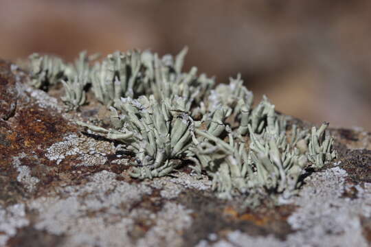 Image of niebla lichen