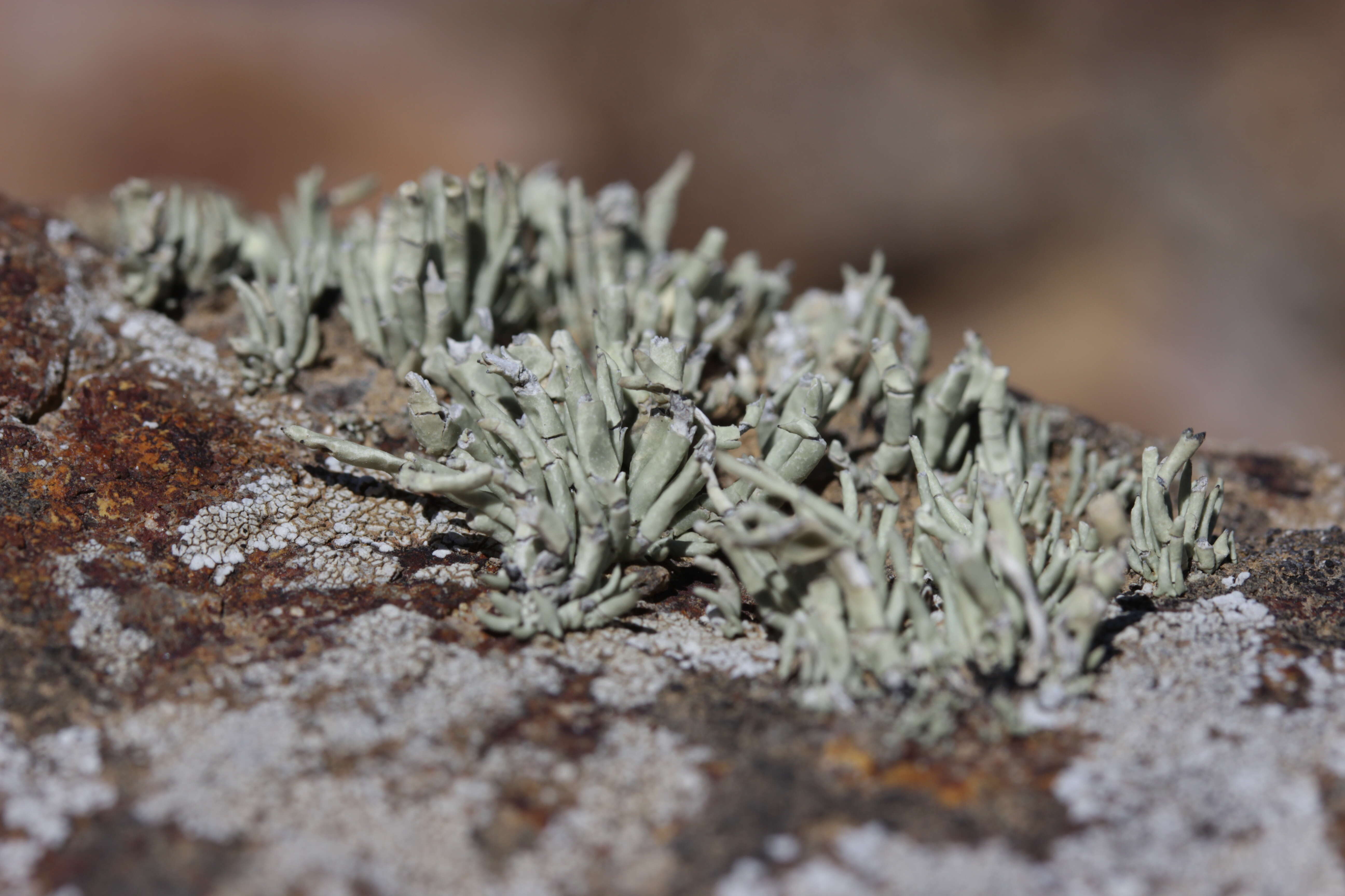 Image of niebla lichen