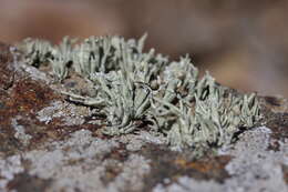 Image of niebla lichen