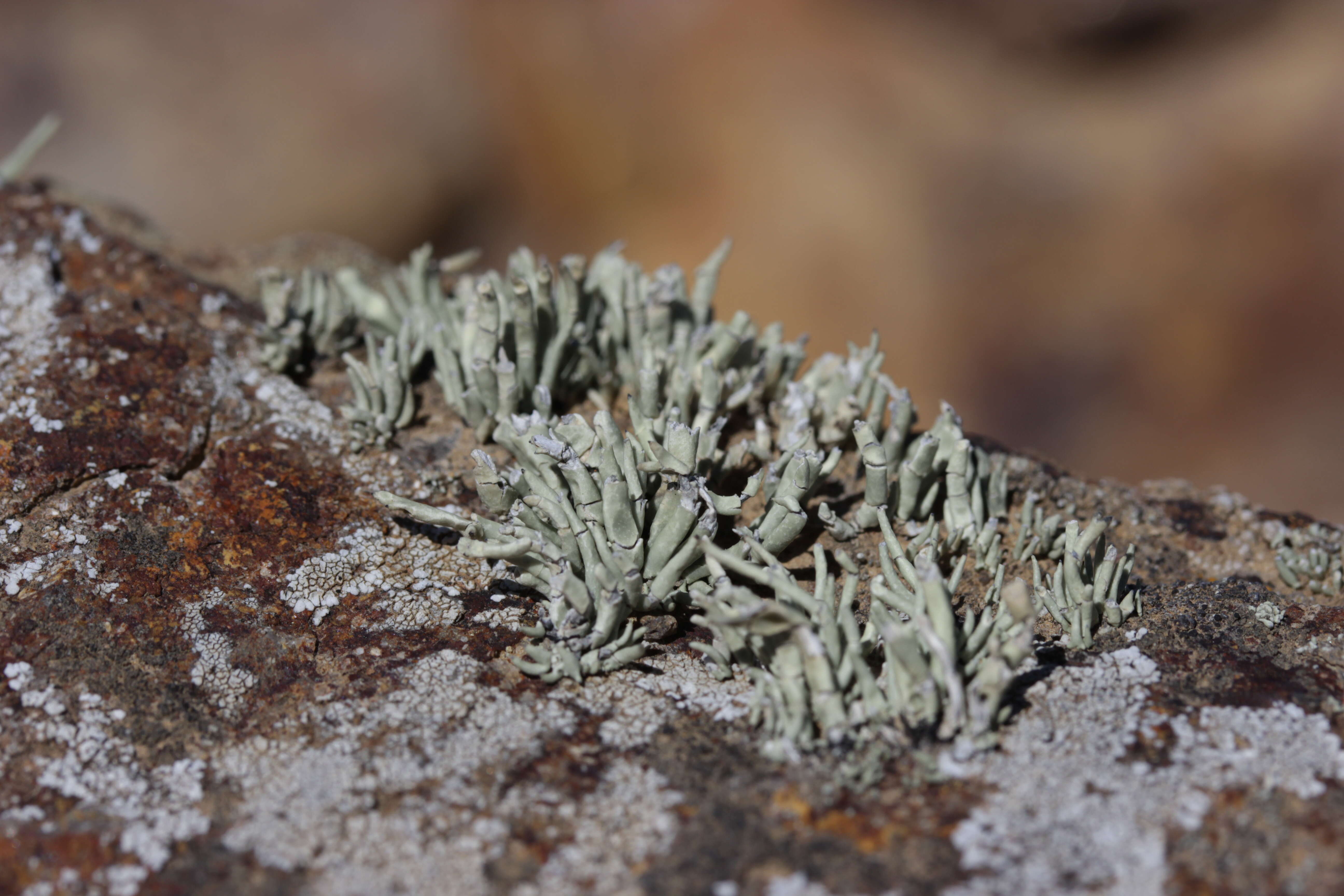 Image of niebla lichen