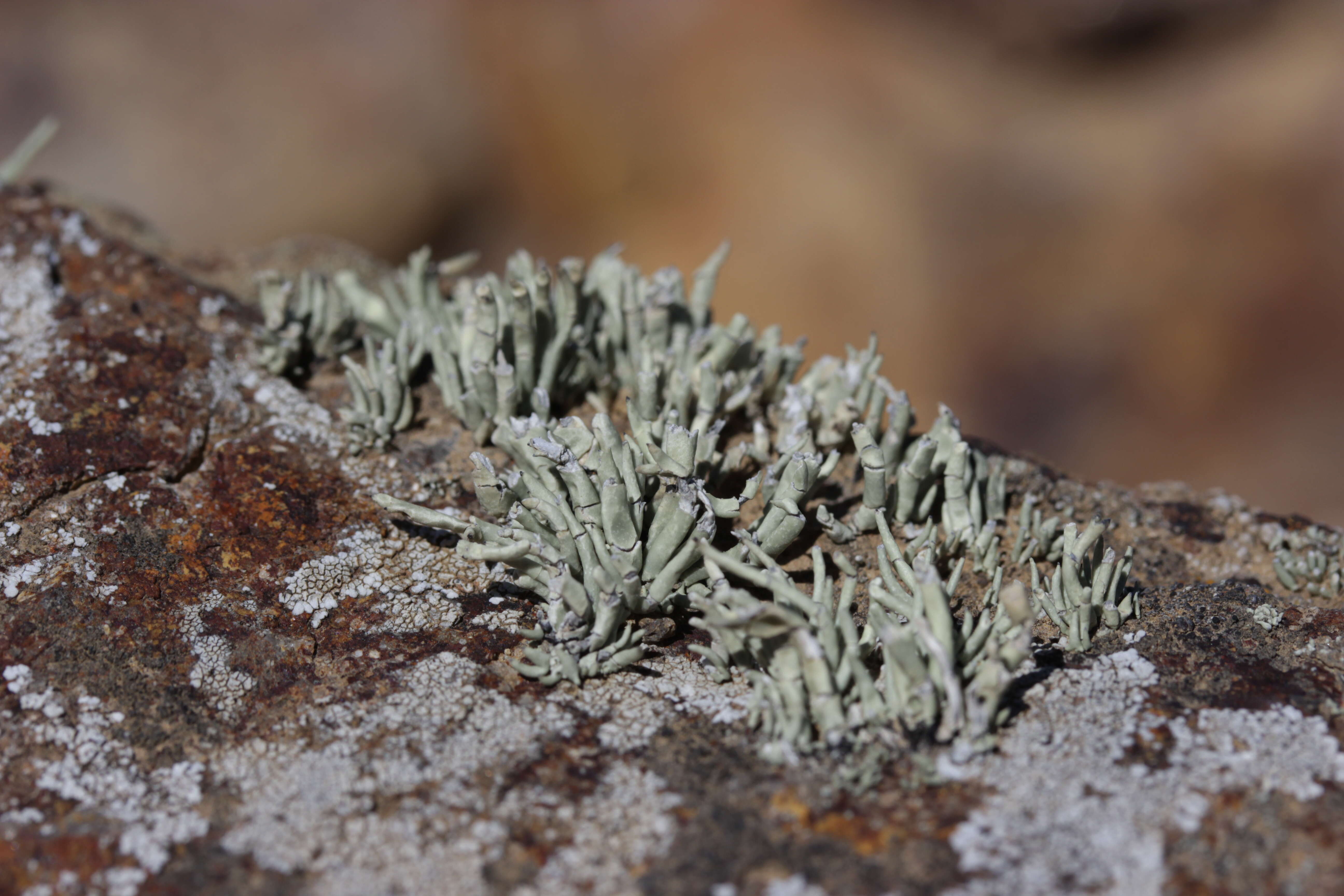 Image of niebla lichen