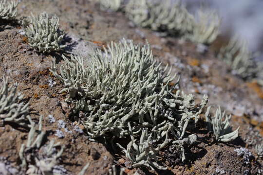 Image of niebla lichen