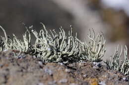 Image of niebla lichen