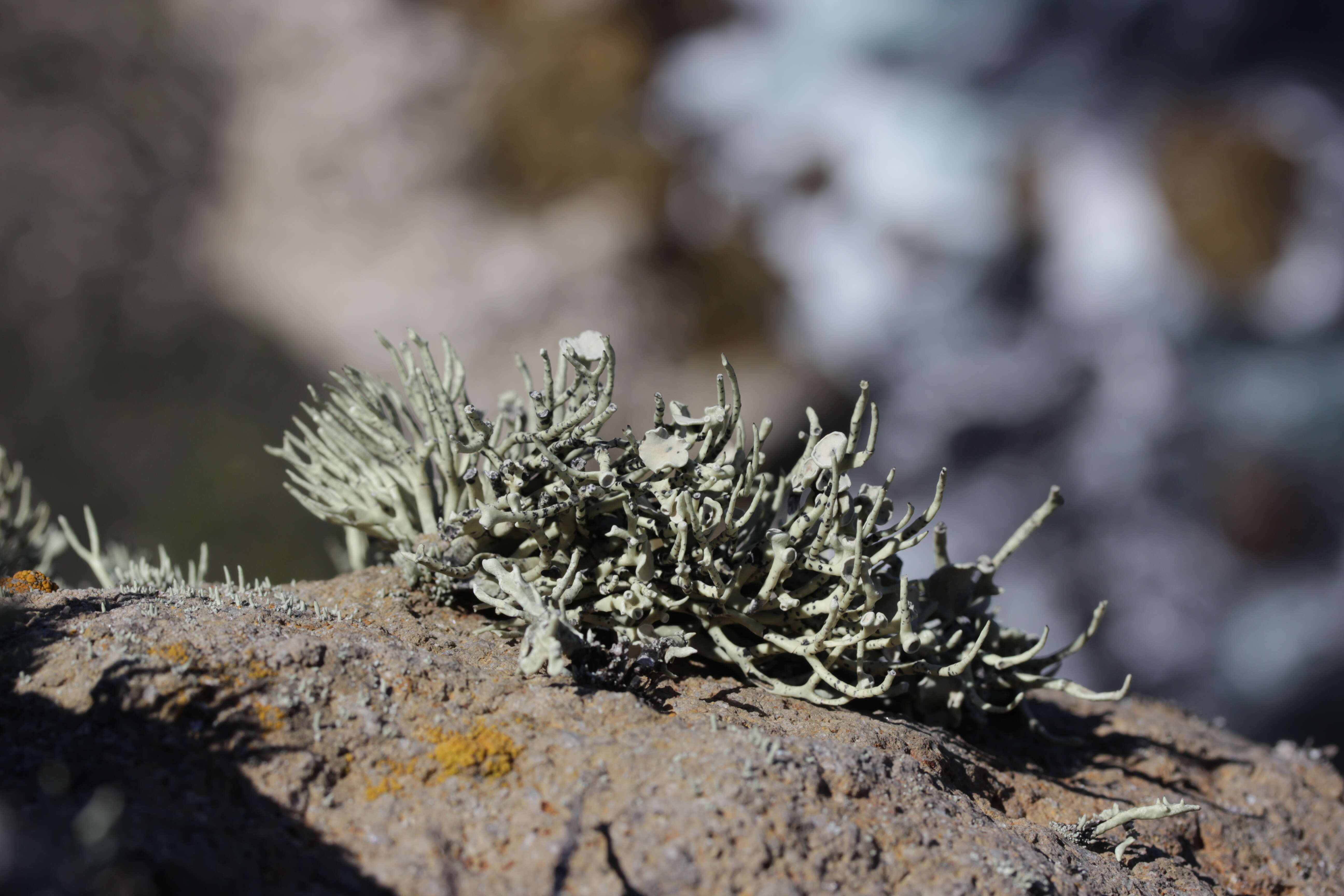 Image of niebla lichen