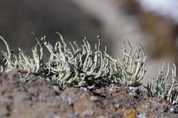 Image of niebla lichen